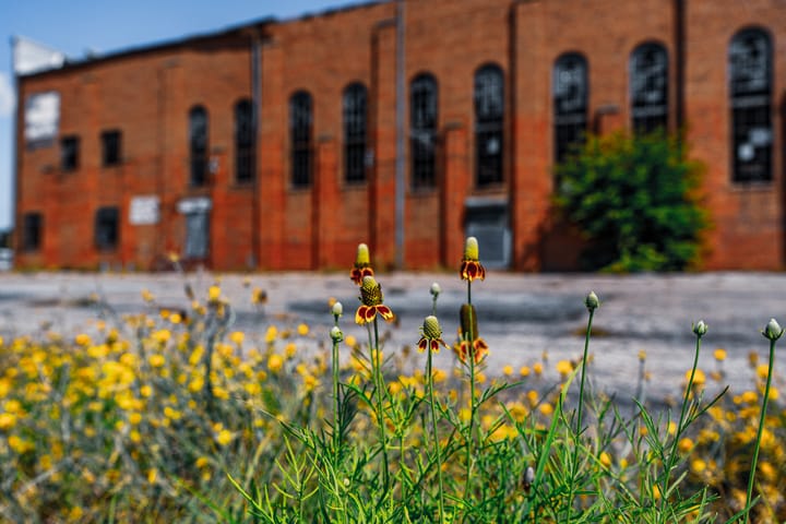 Yellow wildflowers in the foreground in focus. In the background, an out of focus red brick building with arched windows.